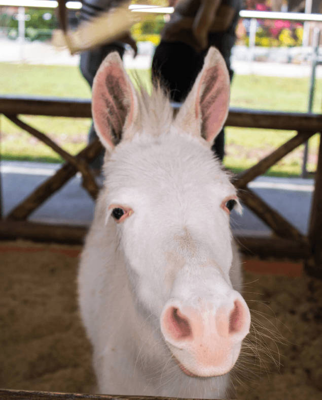 Visita a Animal Paute