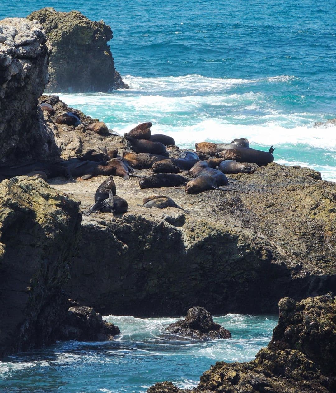 Avistamiento de lobos marinos