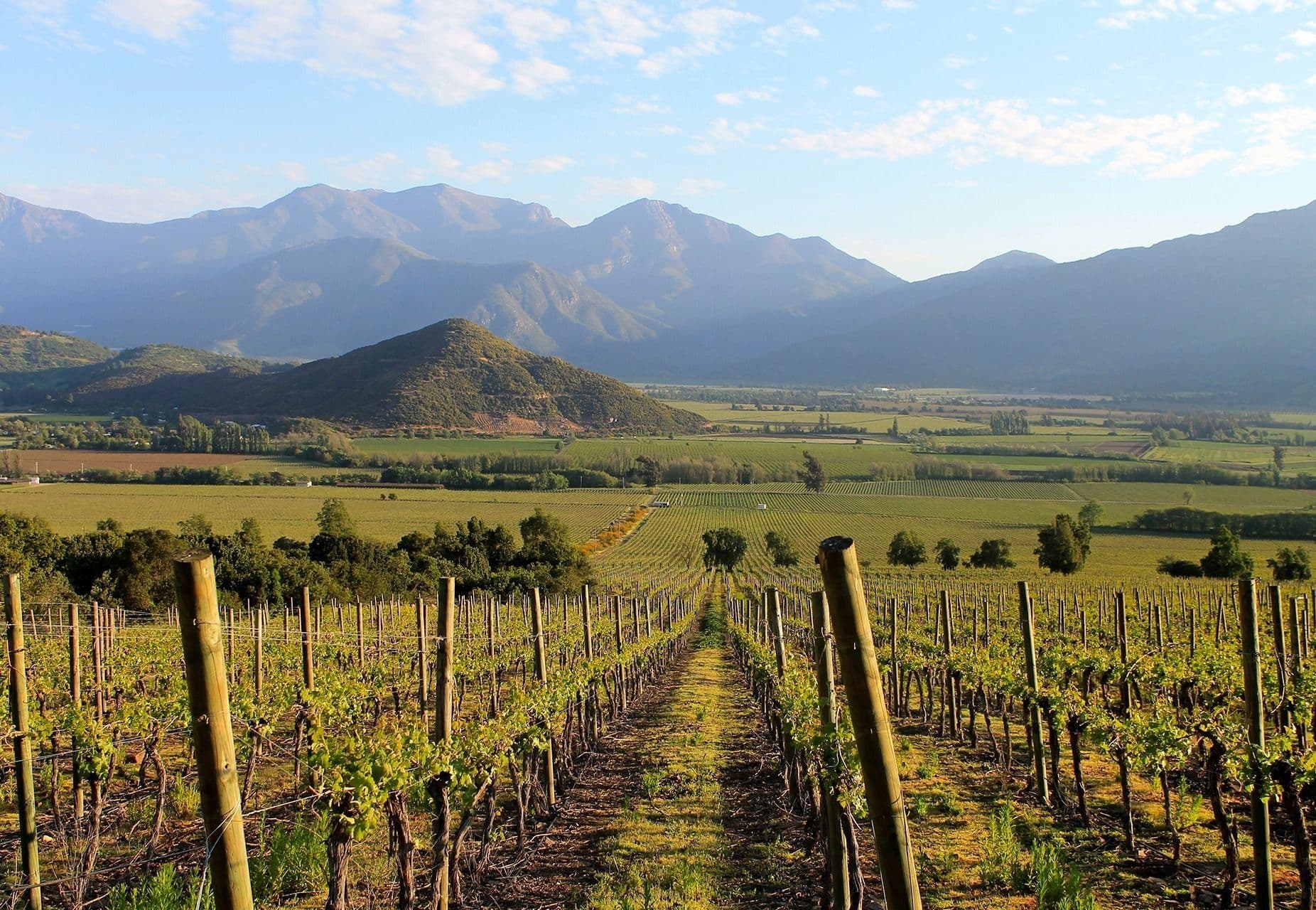 Viñedos del Maipo